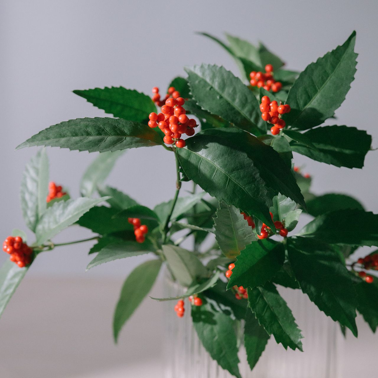 お正月の枝もの「千両」