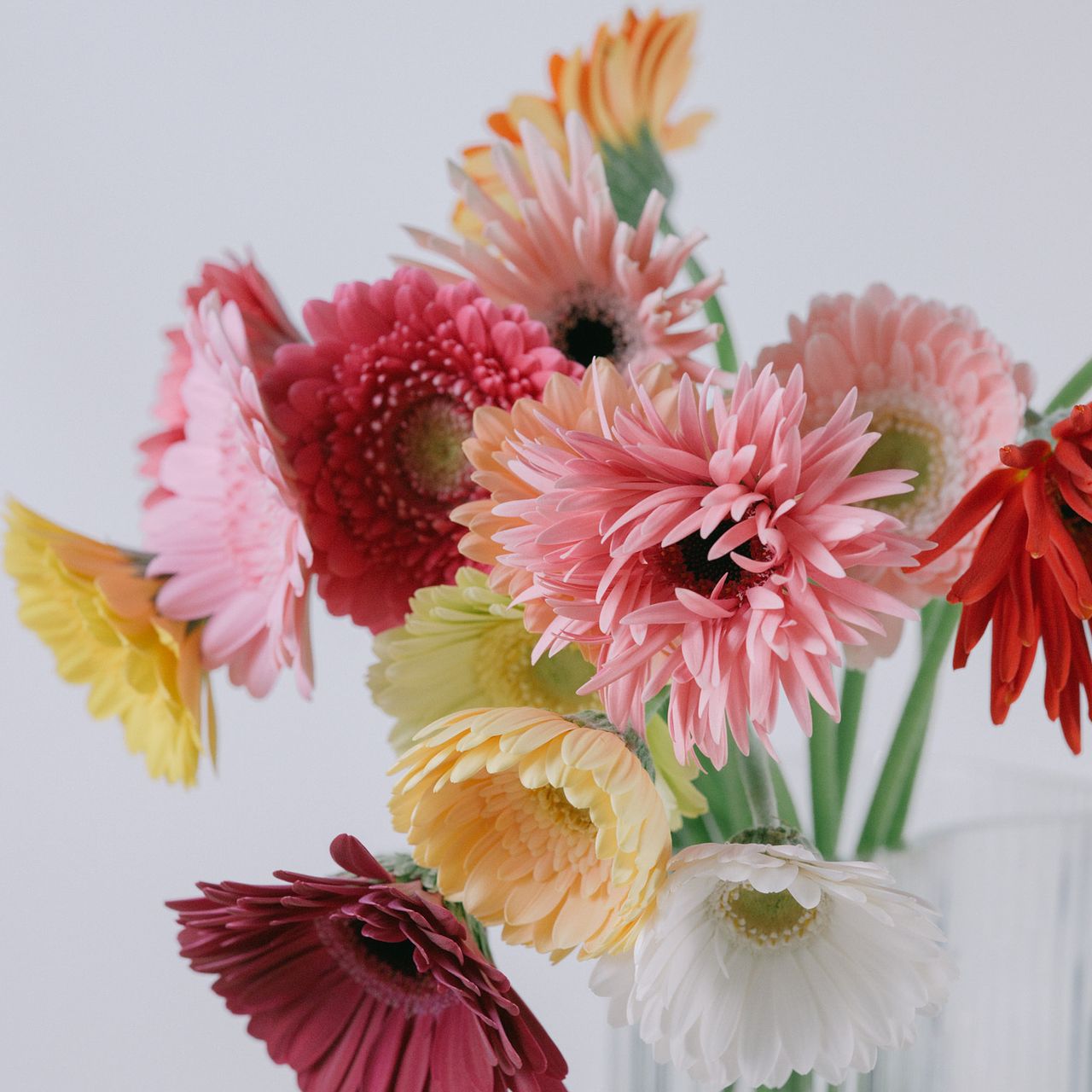 産直】松木園芸のおまかせガーベラ