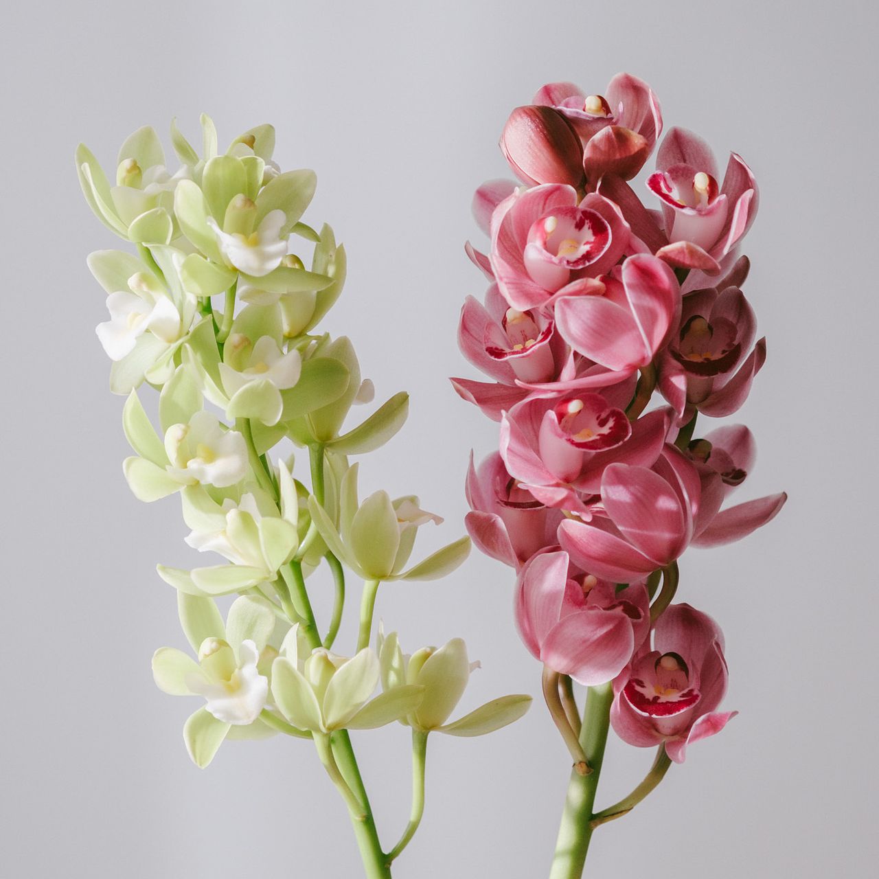 産直】石田蘭園のシンビジウム「ピンクとグリーン」（2本）