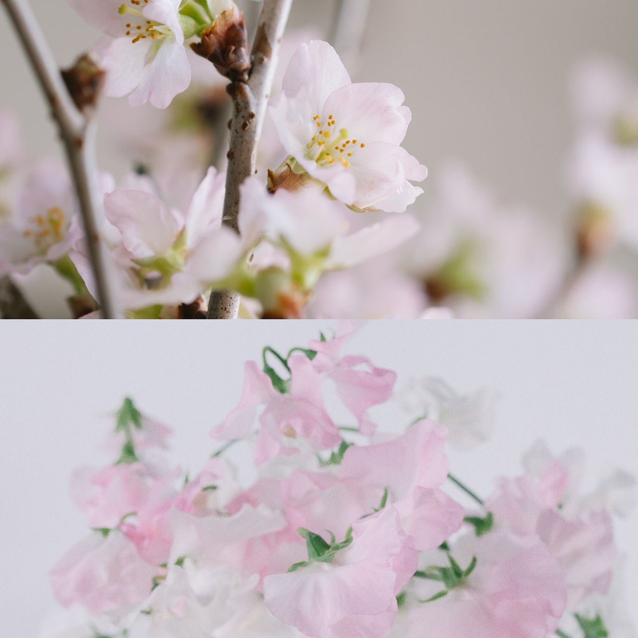 花春ページ 2BUY10%OFF】早咲き桜と春色スイートピー