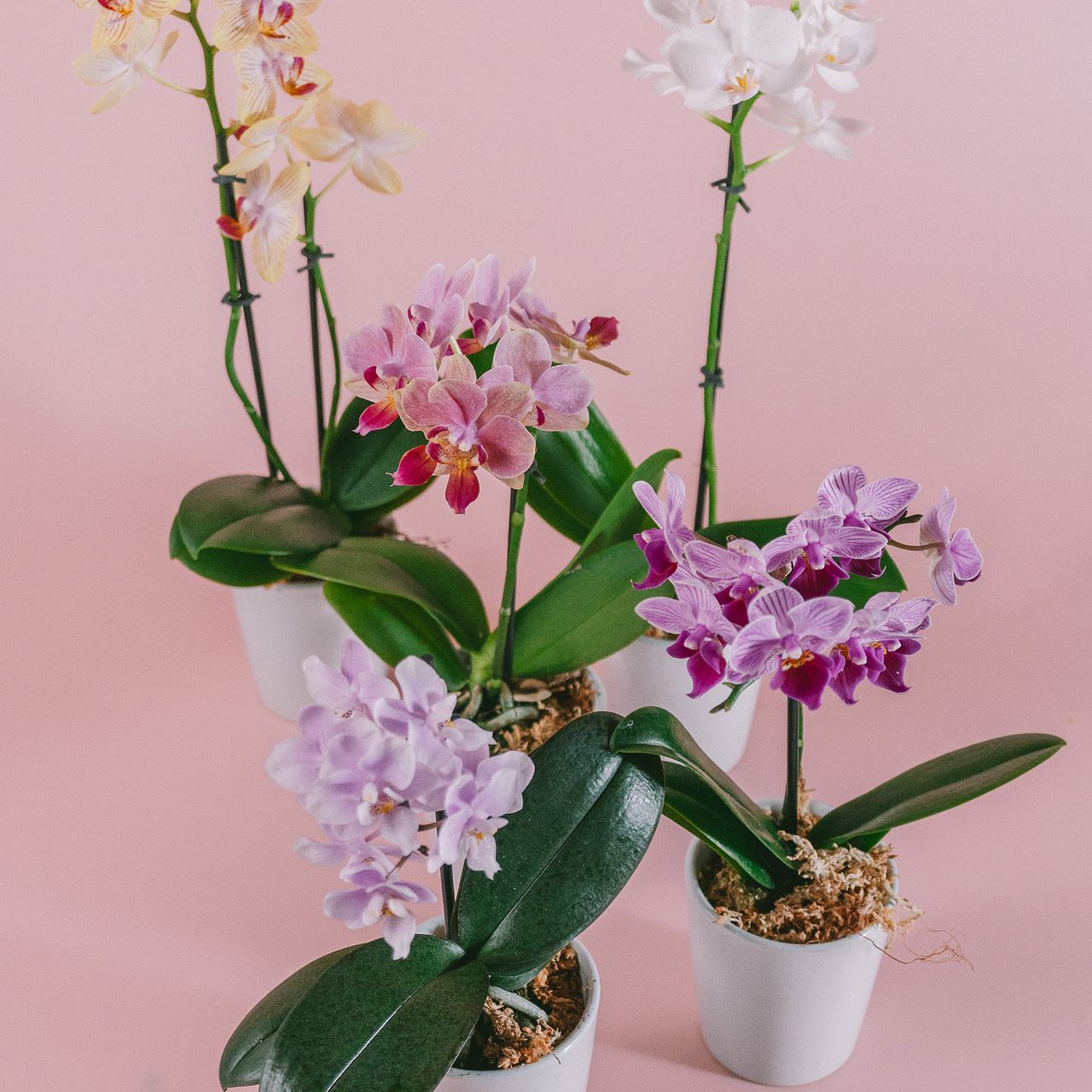 1月のお買い得】テーブルミディファレノ2.5号（1鉢）