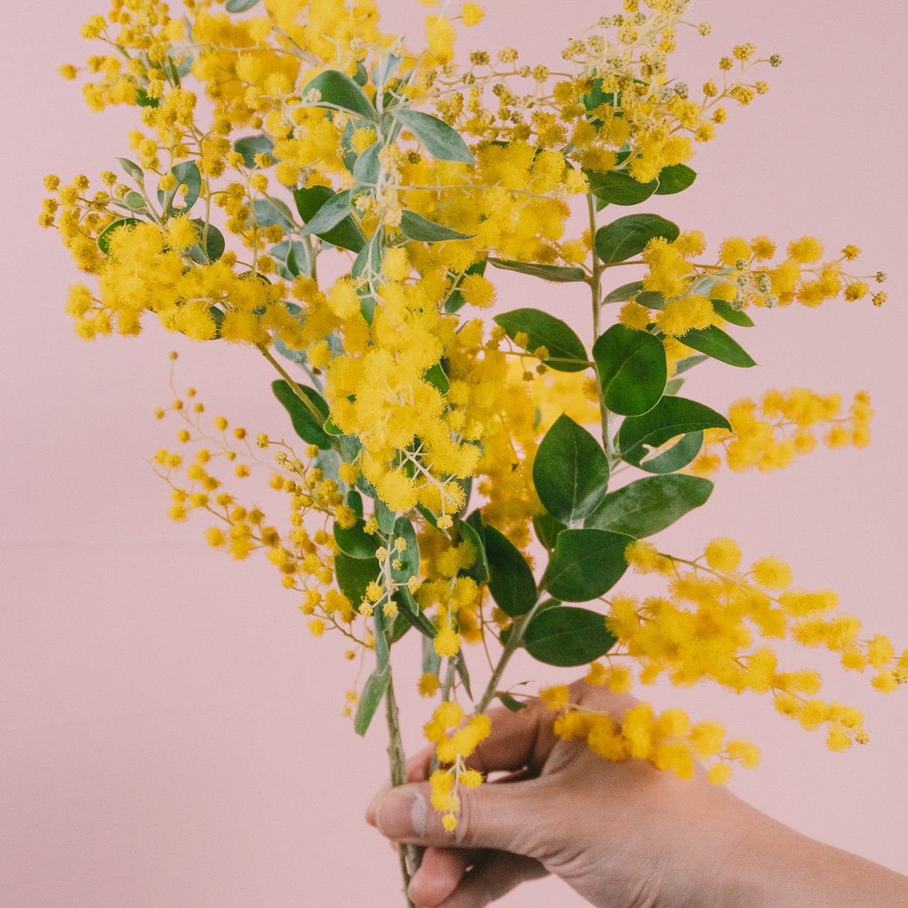 希少！香るパールアカシア