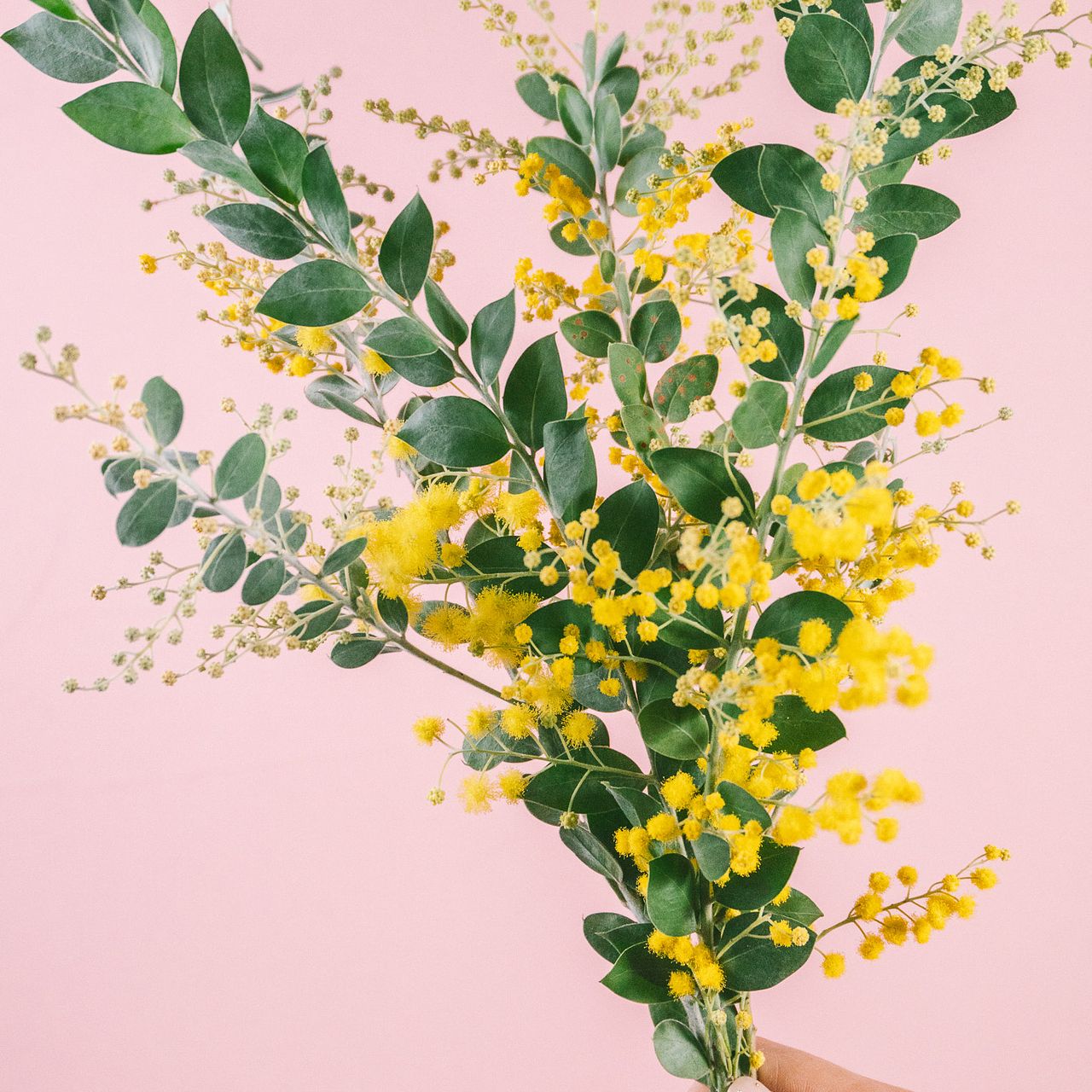 希少！香るパールアカシア