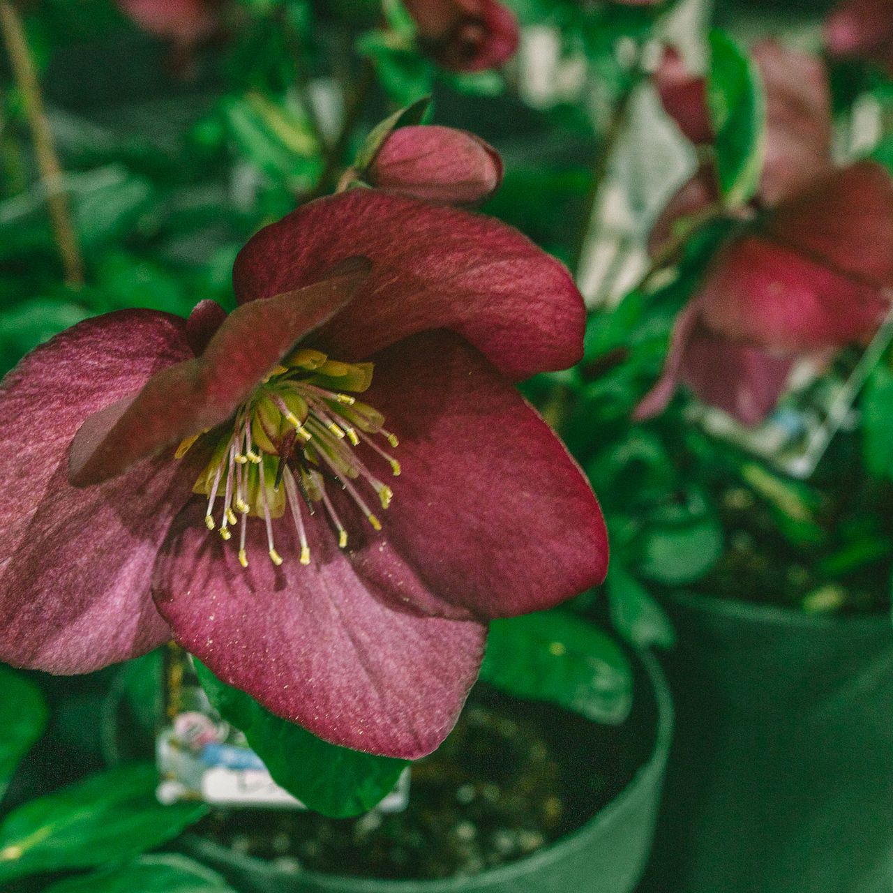 希少品種の大輪クリスマスローズ「雪の妖精 レオナ」