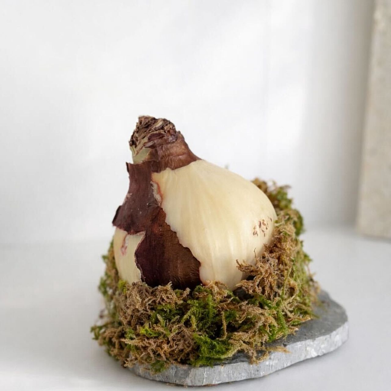 土と水がいらない「苔付きマジックアマリリス」