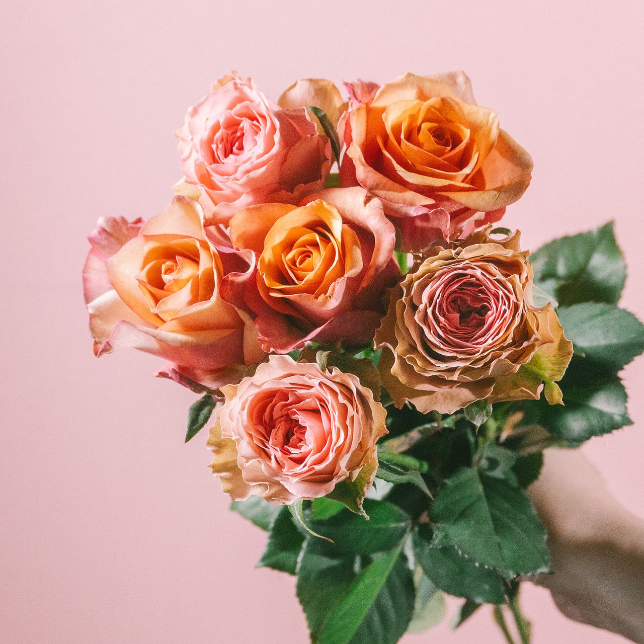 後藤バラ園の「ヴィンテージとラブロ」