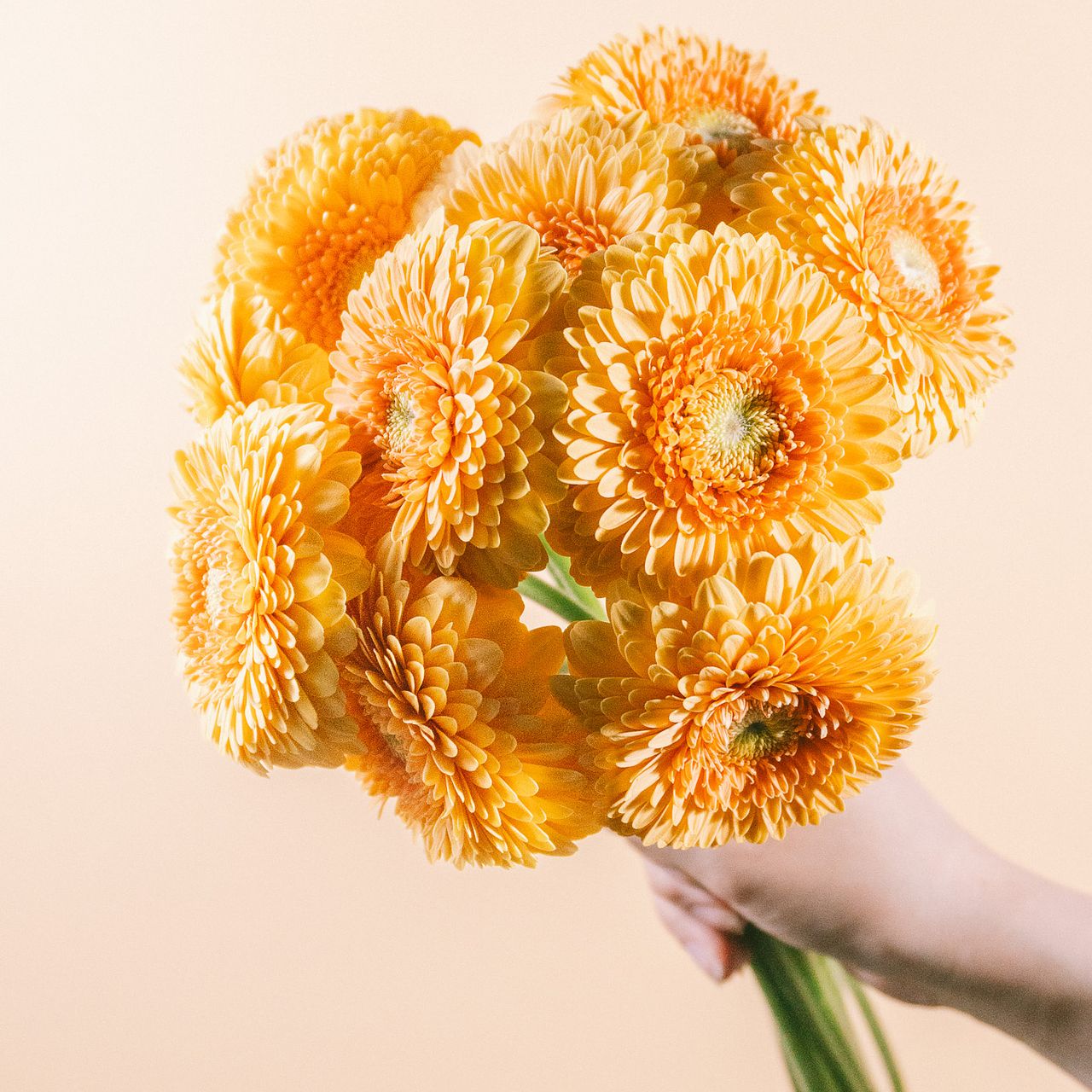 ★ かもめ★ Sweet バニー★ガーベラの花★モルタルオブジェ★ ガーベラ「バニー」