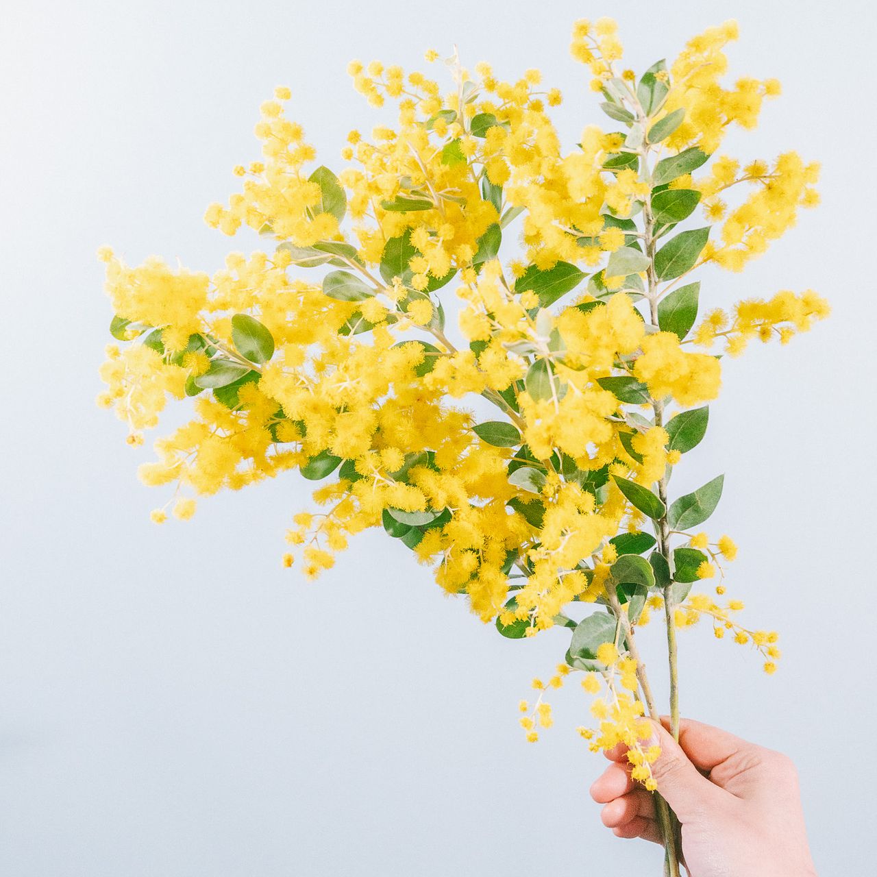 希少！香るパールアカシア