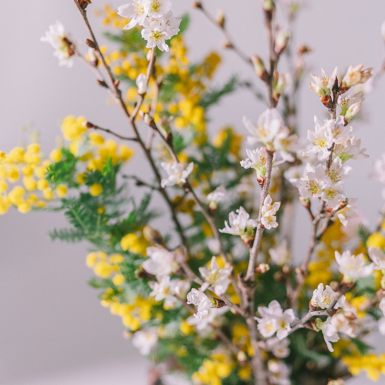 春の訪れ「桜とミモザ」