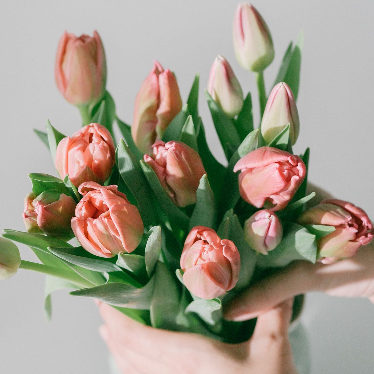 産直】センティアのおまかせチューリップ（ピンクMIX）（14〜15本）