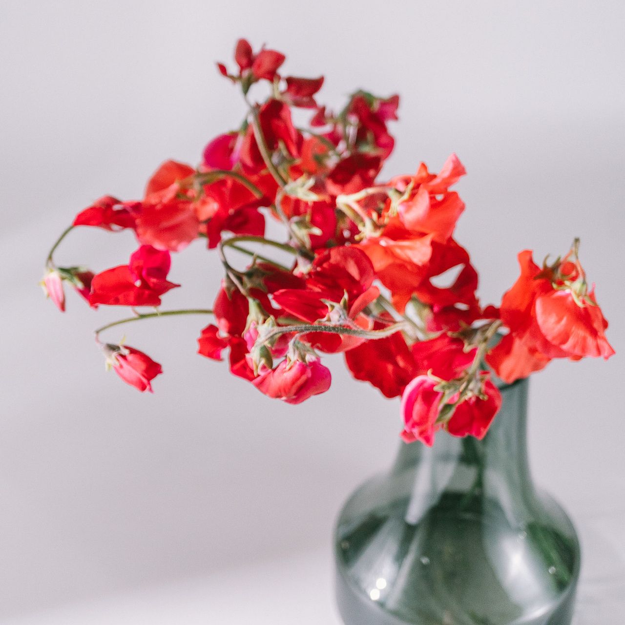 赤いスイートピー