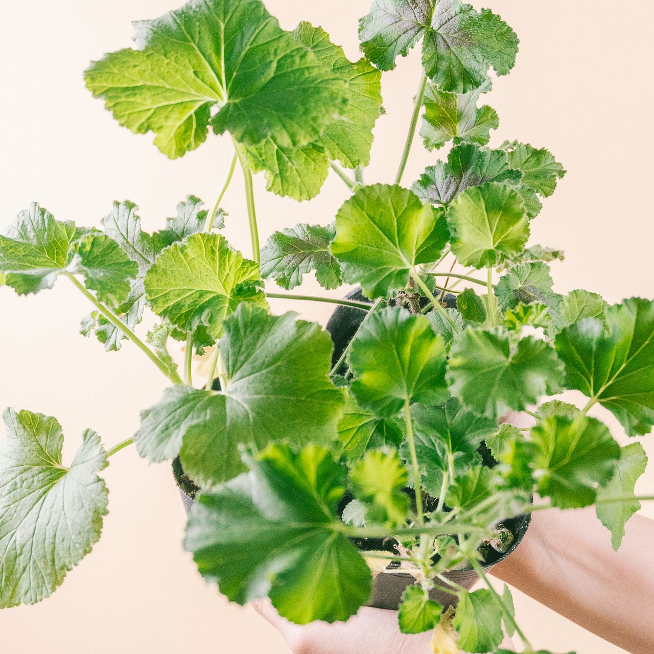 ゼラニウムの香りくらべ（3鉢セット）