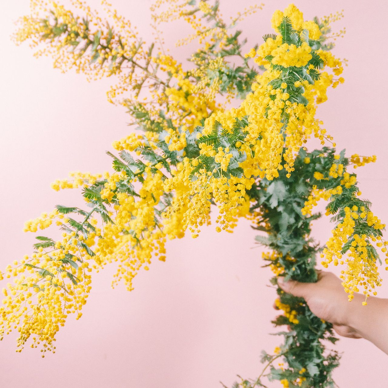 国産ミモザ（ロングサイズ）