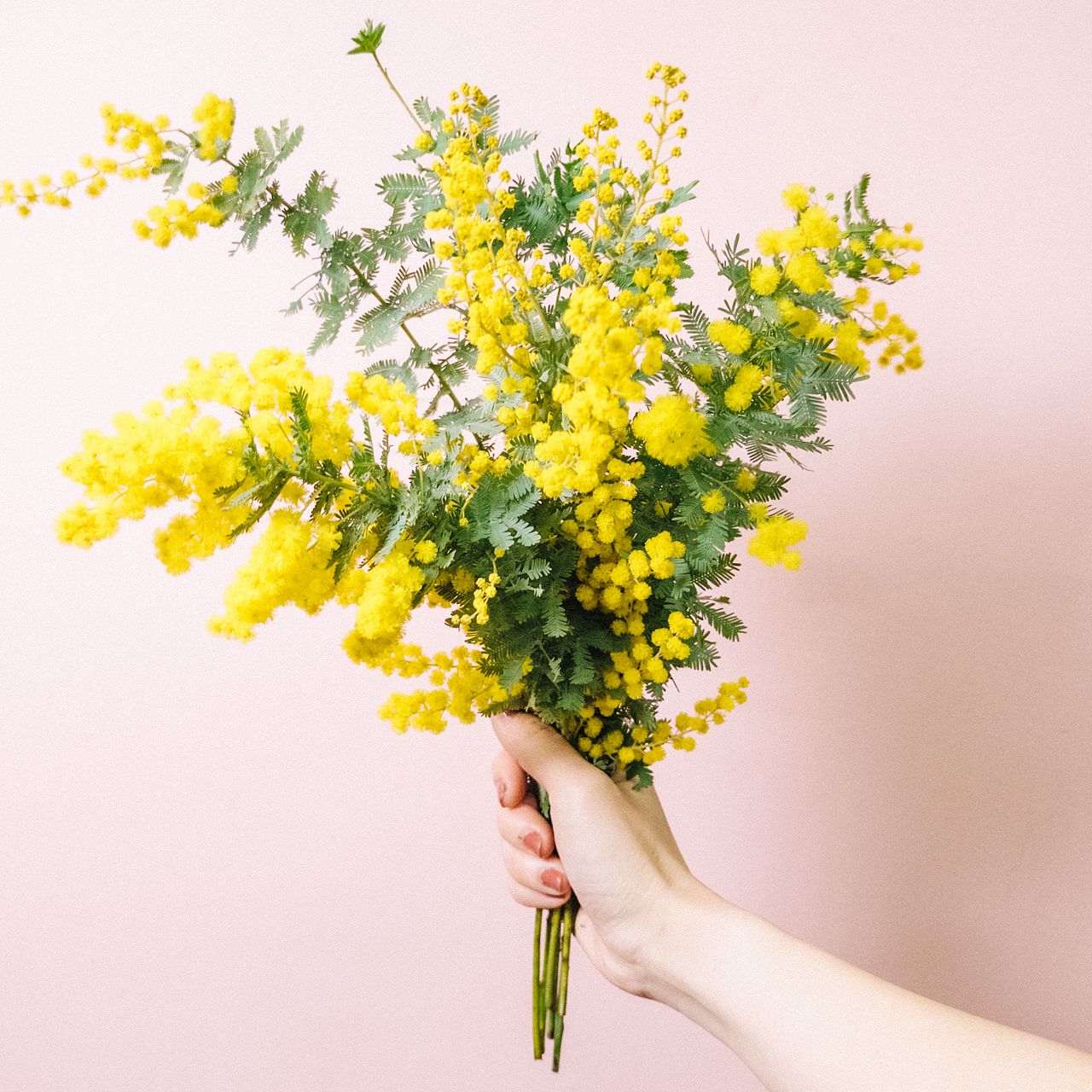 2月のお買い得】国産ミモザ