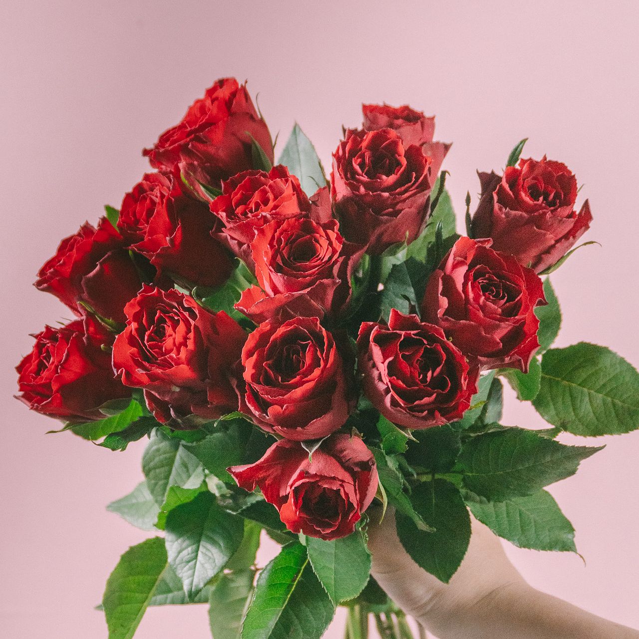 たっぷり！14本の赤バラ