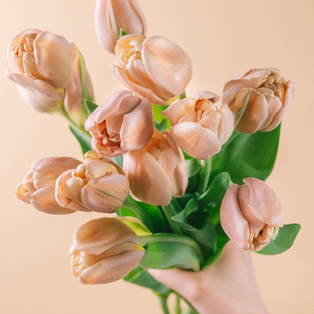 たっぷり！幻のチューリップ「ラベルエポック」