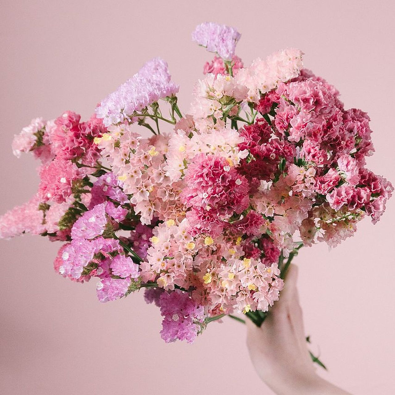 さくら色のスターチス