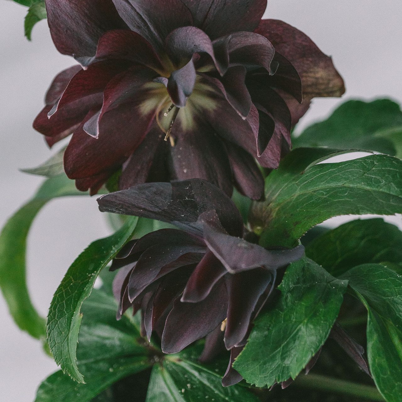 植物 八重咲きクリスマスローズ「ダブルブラック」