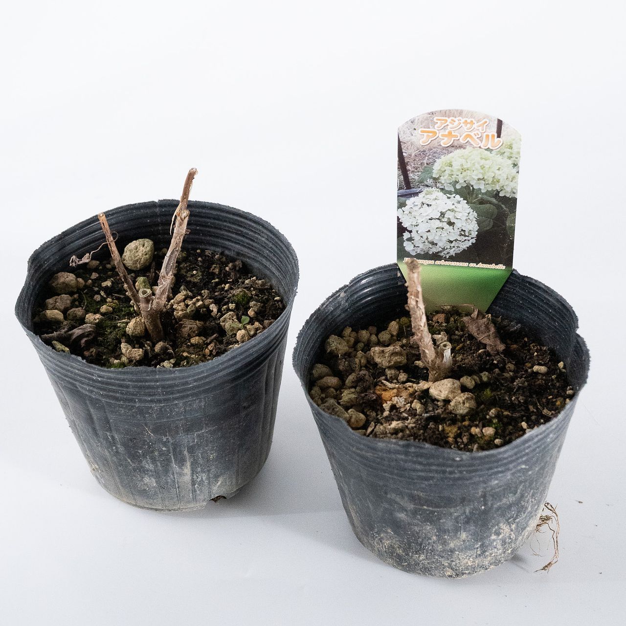 古い鉢 アナベルの鉢（2鉢セット）