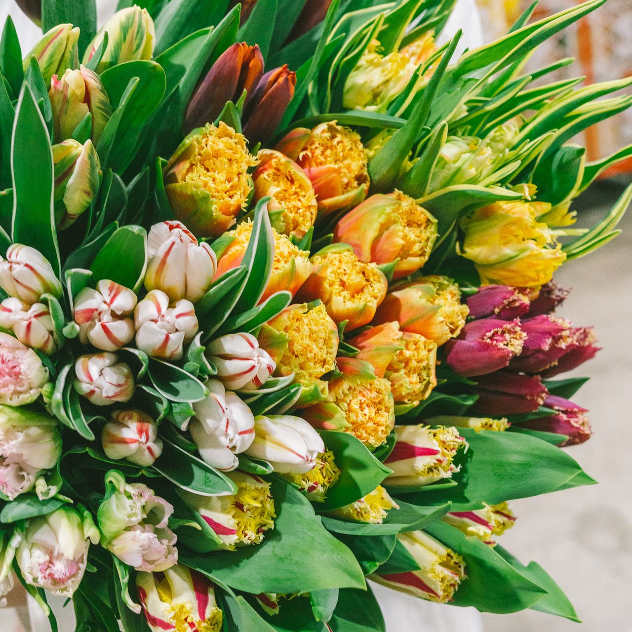 超希少チューリップアソート