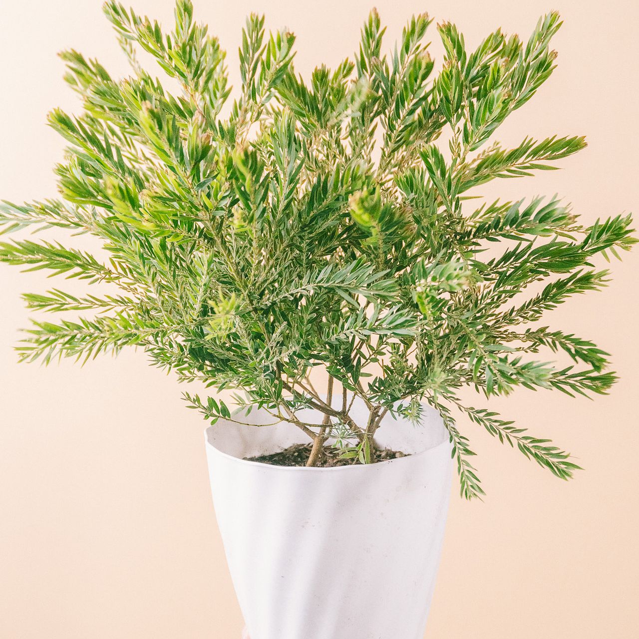 ミモザの鉢「テレサ」