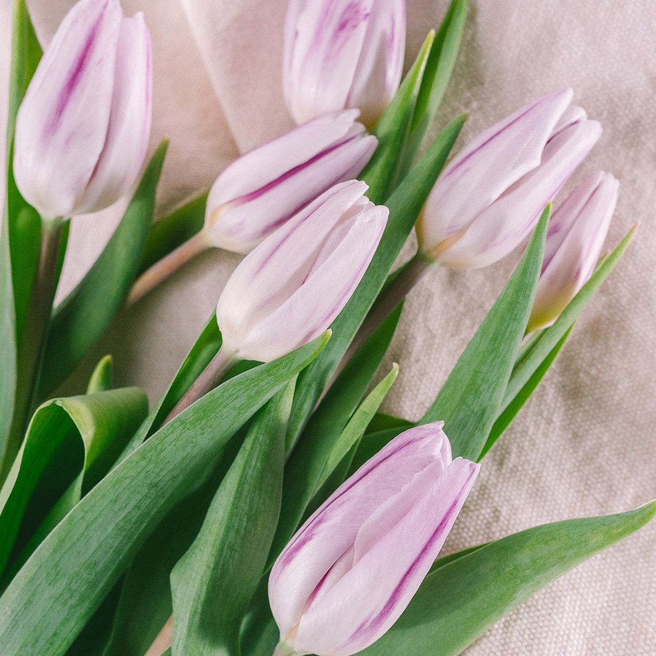 2月のお買い得】チューリップ「フレミングフラッグ」