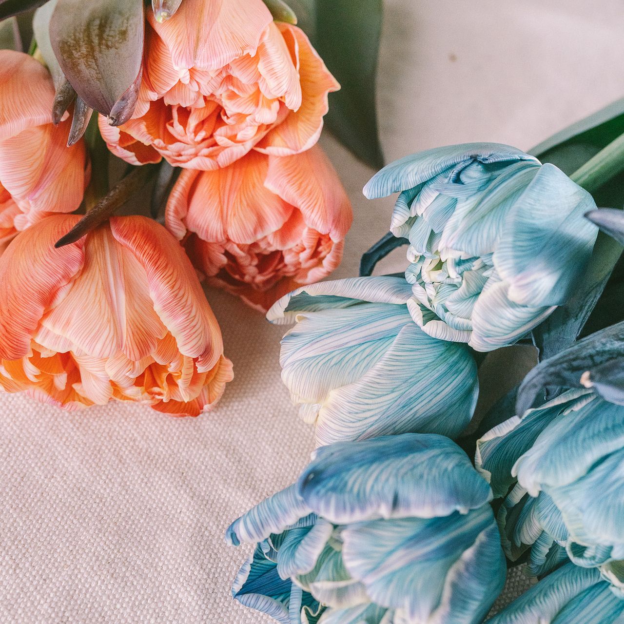 よくばりフローズンとセピアチューリップ（八重）