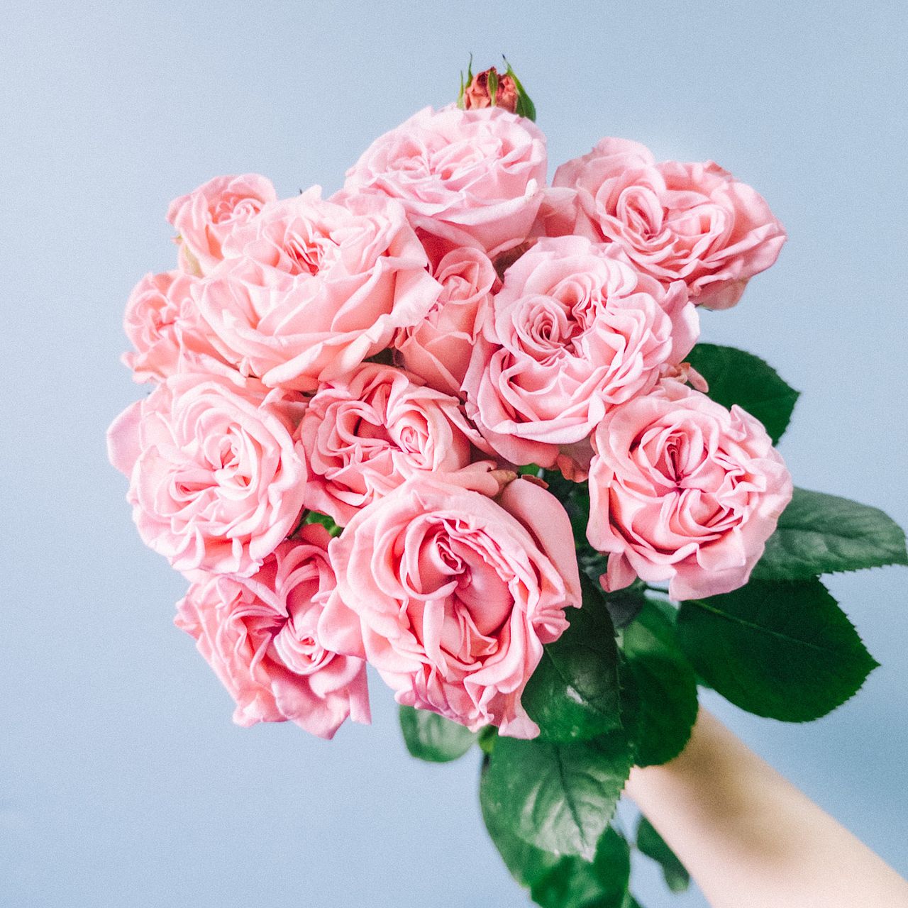 スプレーバラ「ジェントルフロウ」