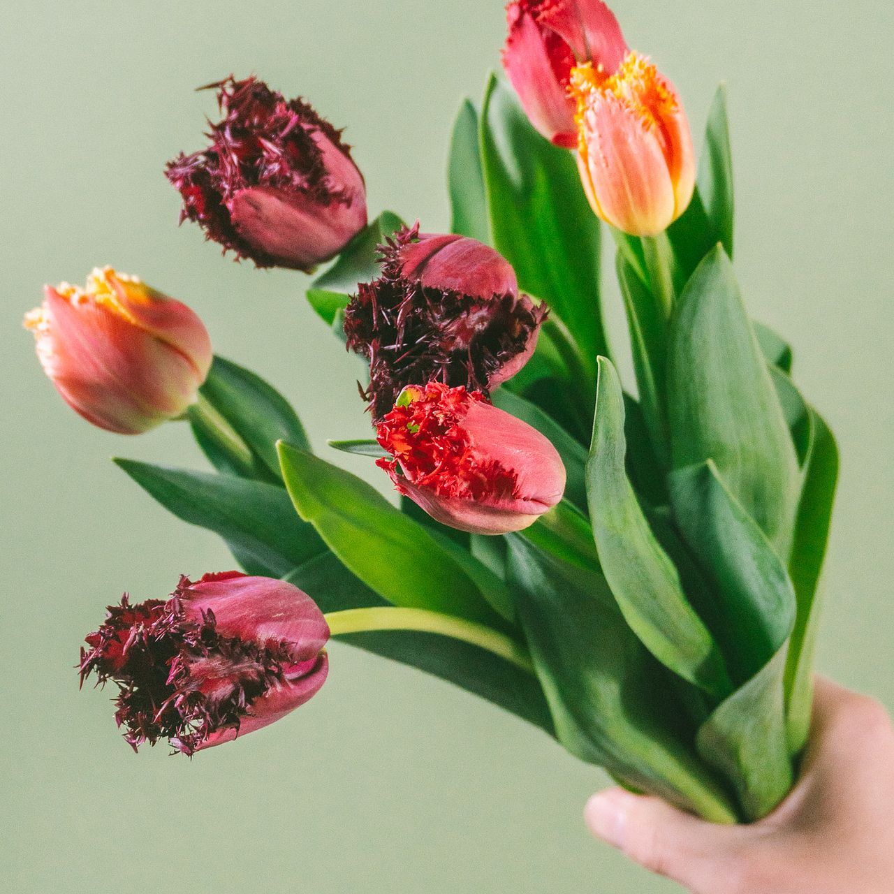 シックなフリンジ咲きチューリップ