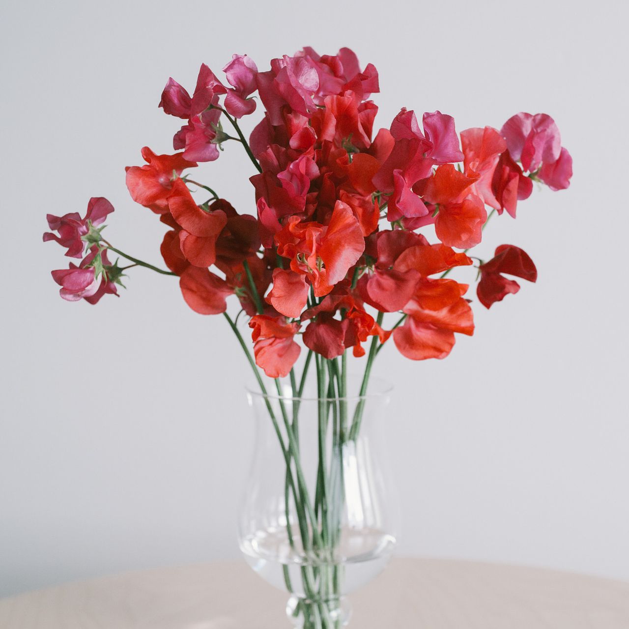 2月のお買い得】赤いスイートピー