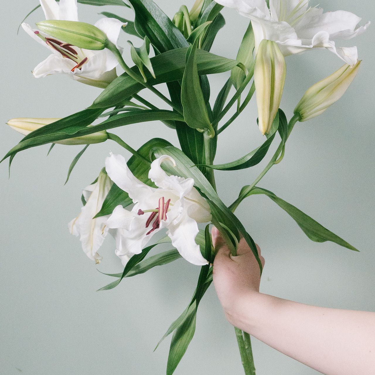 高級ユリ「カサブランカ」（ロングサイズ）