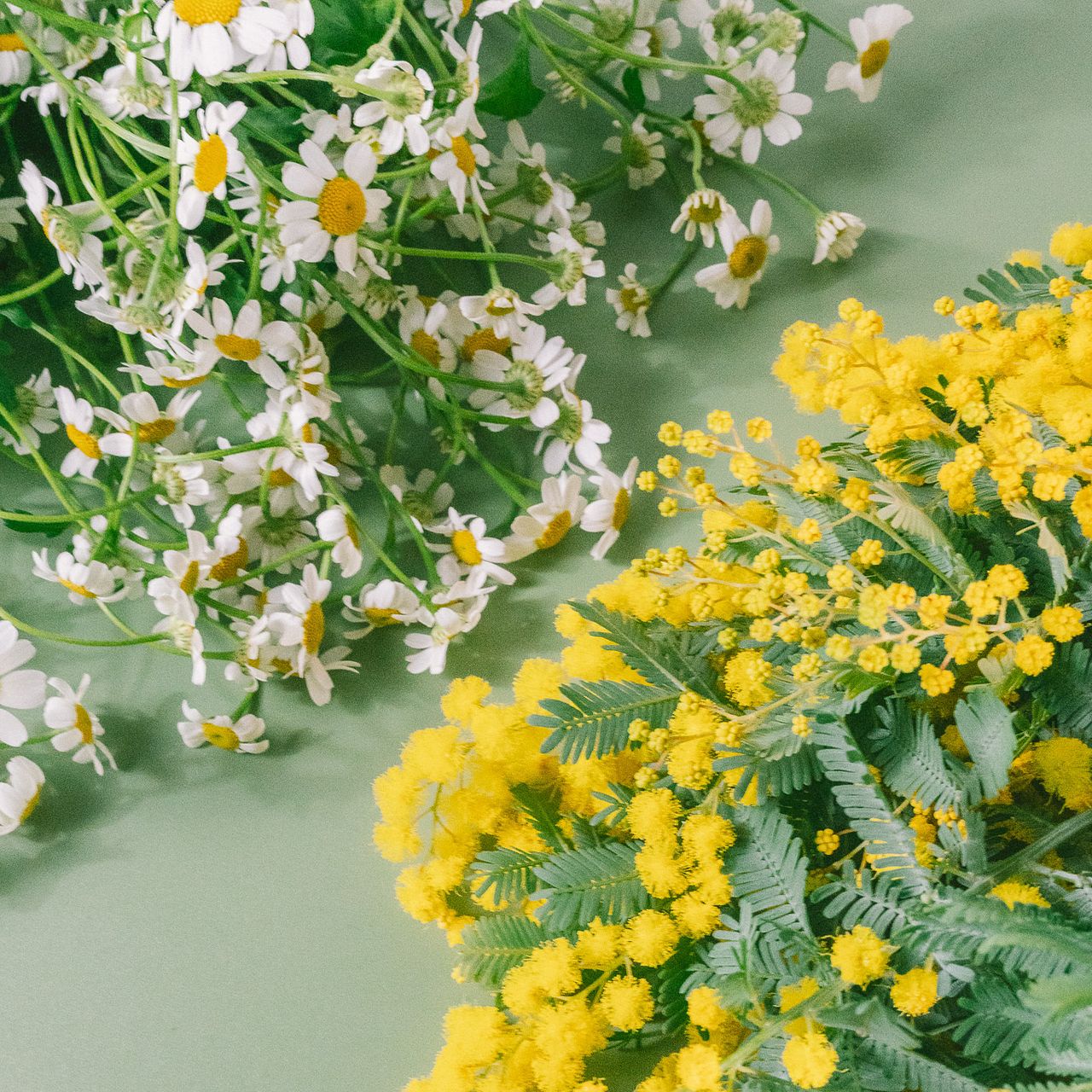 2BUY10%OFF】たっぷりマトリカリアとミモザ（2束セット）