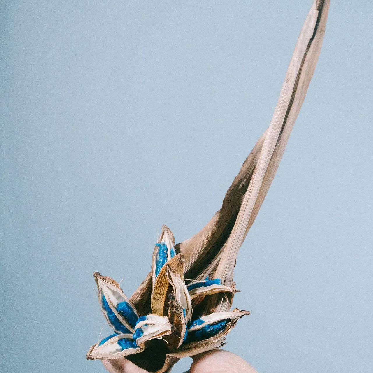 タビビトノキ（Mサイズ）