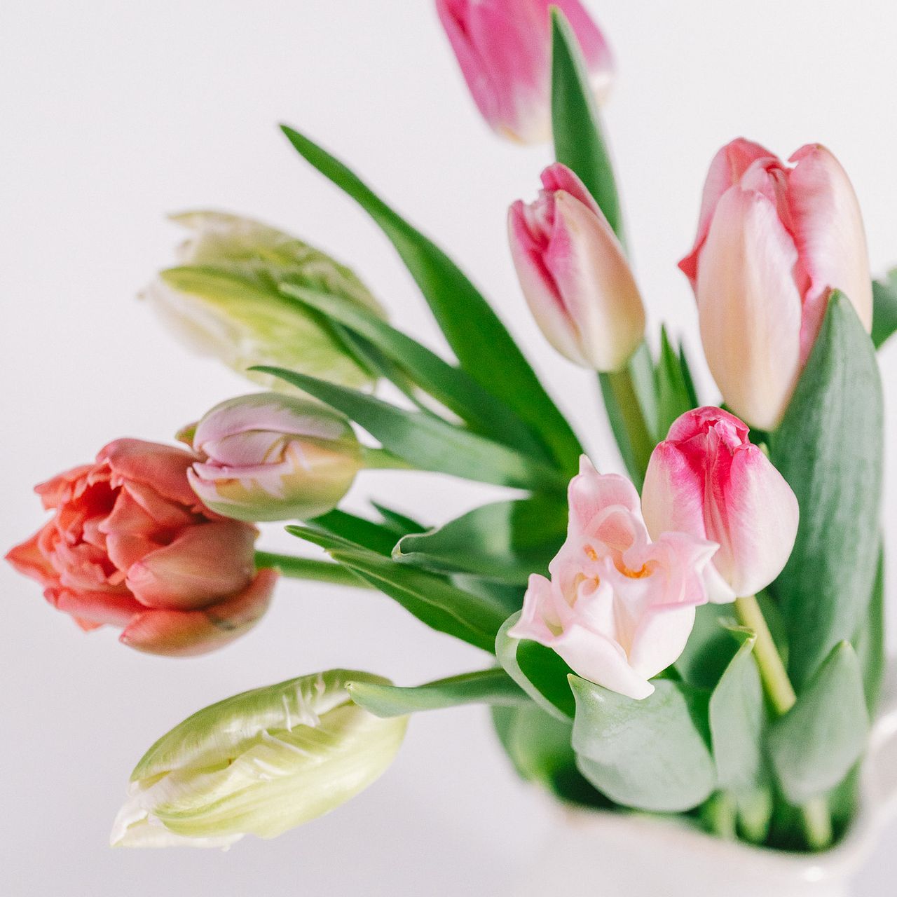 ピンクアソート「チューリップ」