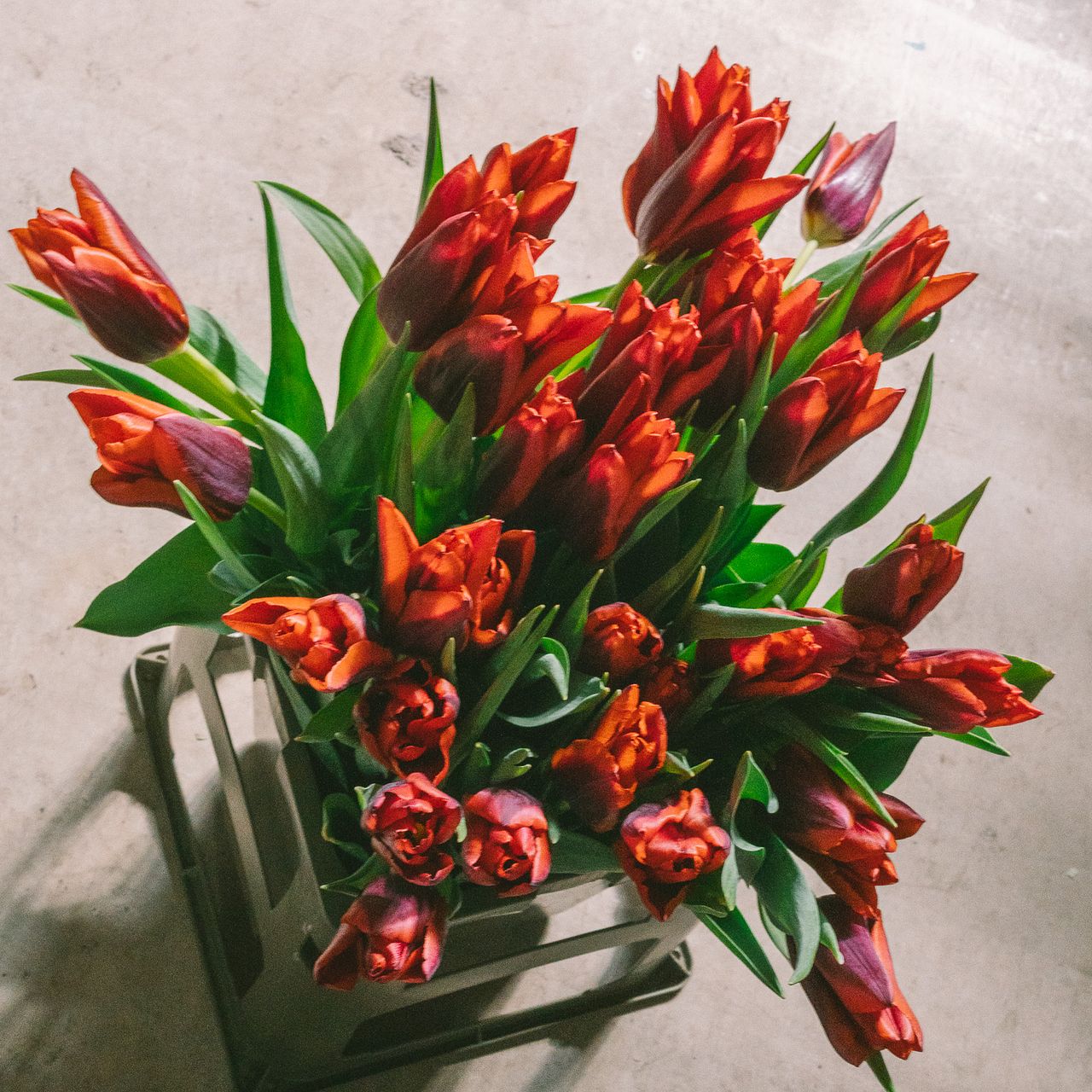 これがそのまま！40本！】チューリップ「スワラ」