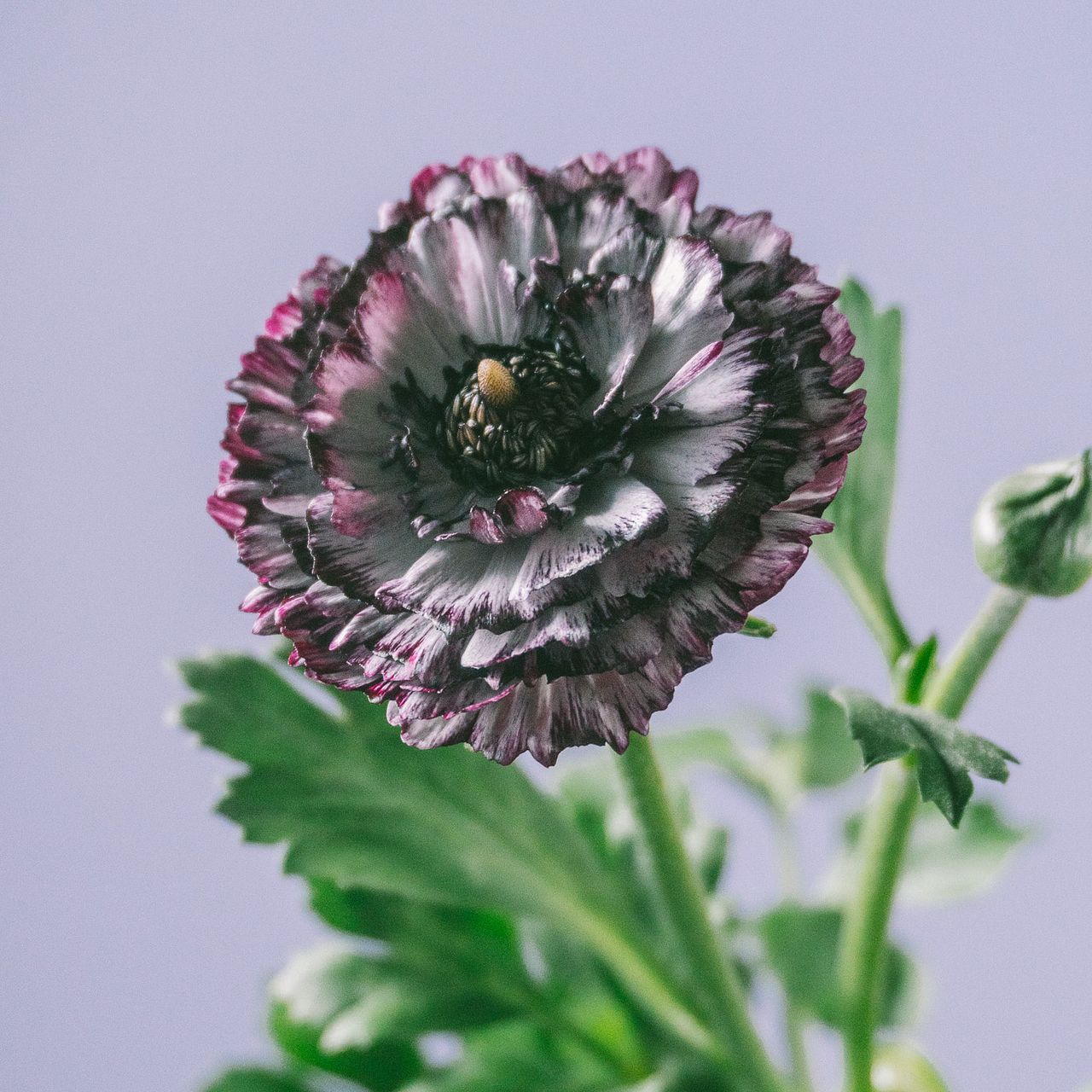 希少品種ラナンキュラス「イカロスパープル」