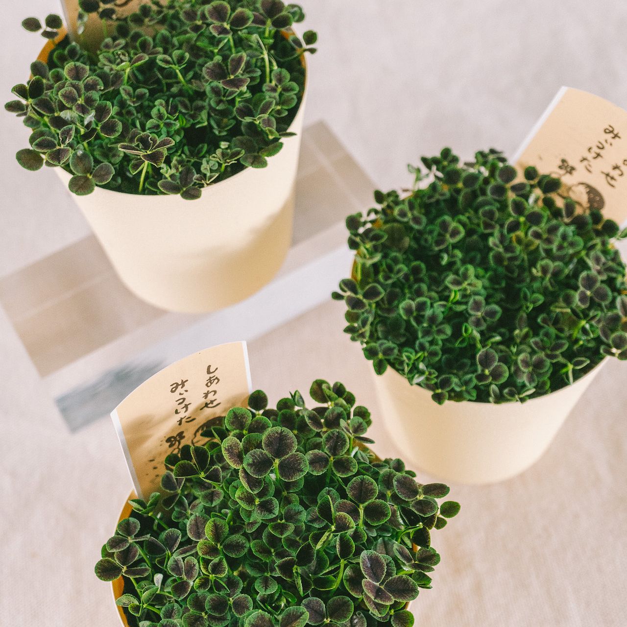 幸せをみつける四葉のクローバー（1鉢）