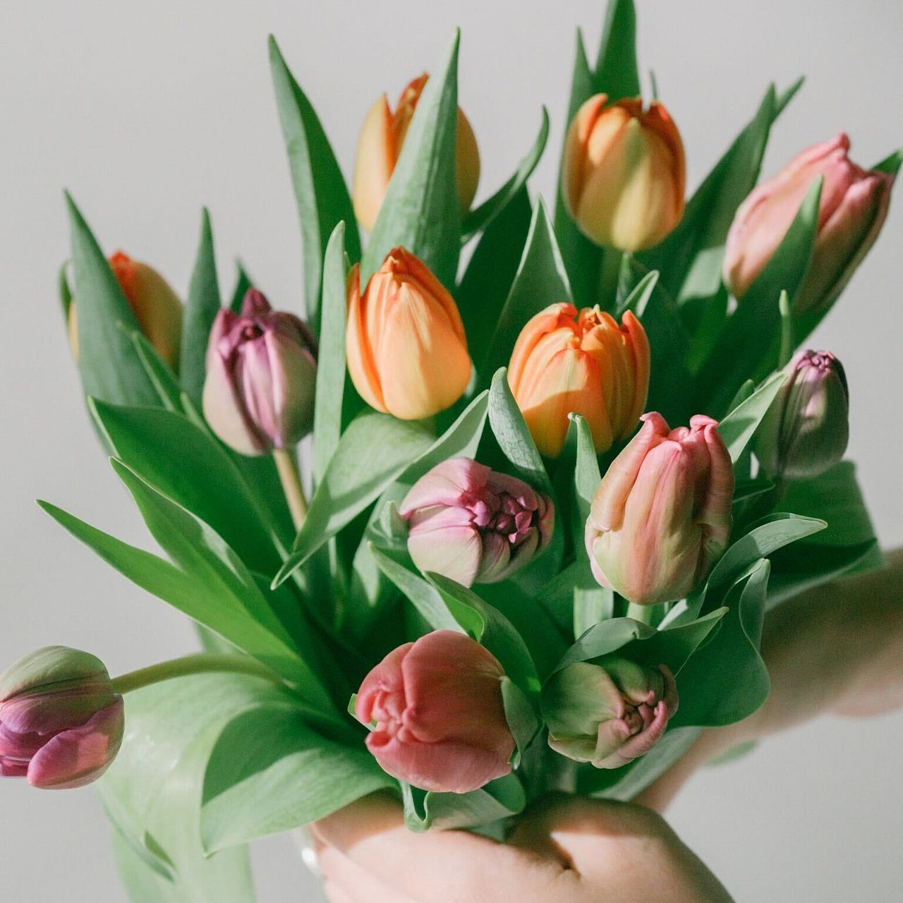 産直】センティアの八重咲きチューリップ（14〜15本）