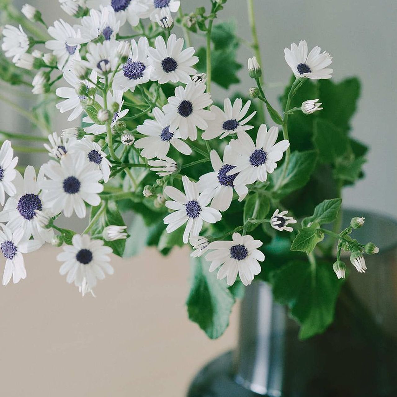 2月のお買い得】サイネリア「ティアスノーブルーアイ」