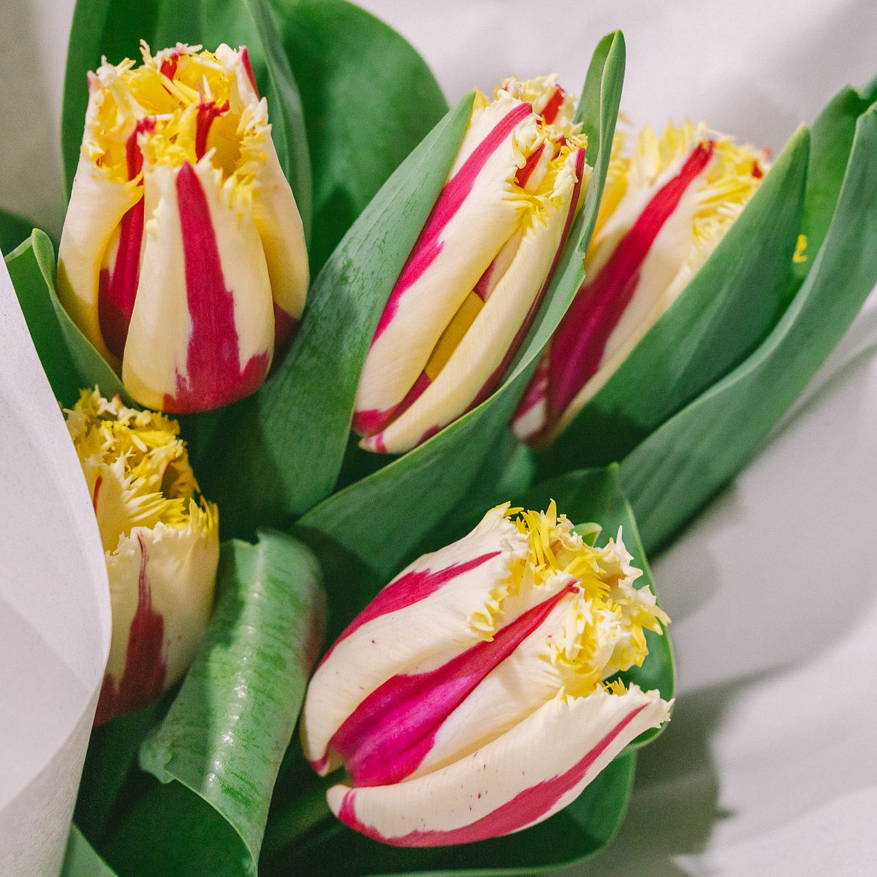 フローリストtaichiの推しチューリップ「バーニングファイヤー」