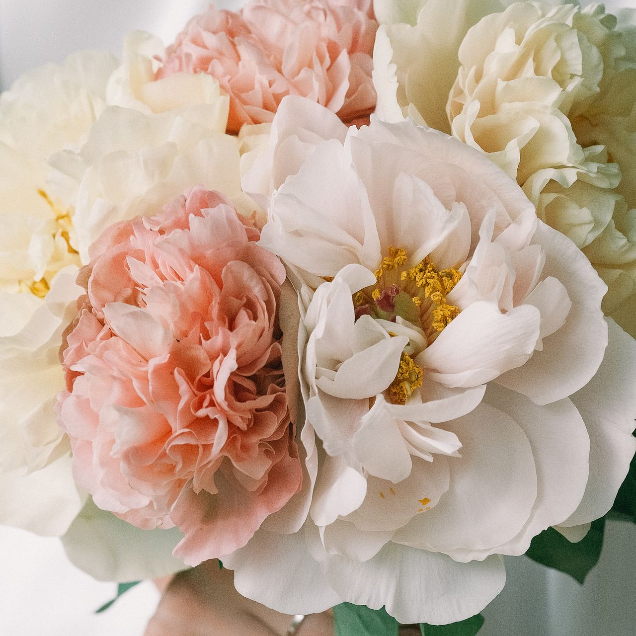 産直】センティアのミックス芍薬