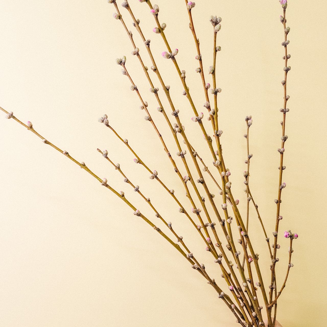 甘く香る「桃の花」（ロングサイズ）