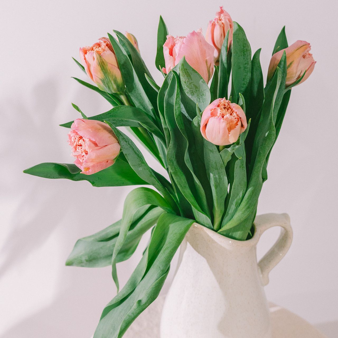 希少チューリップ「ピンクマジック」