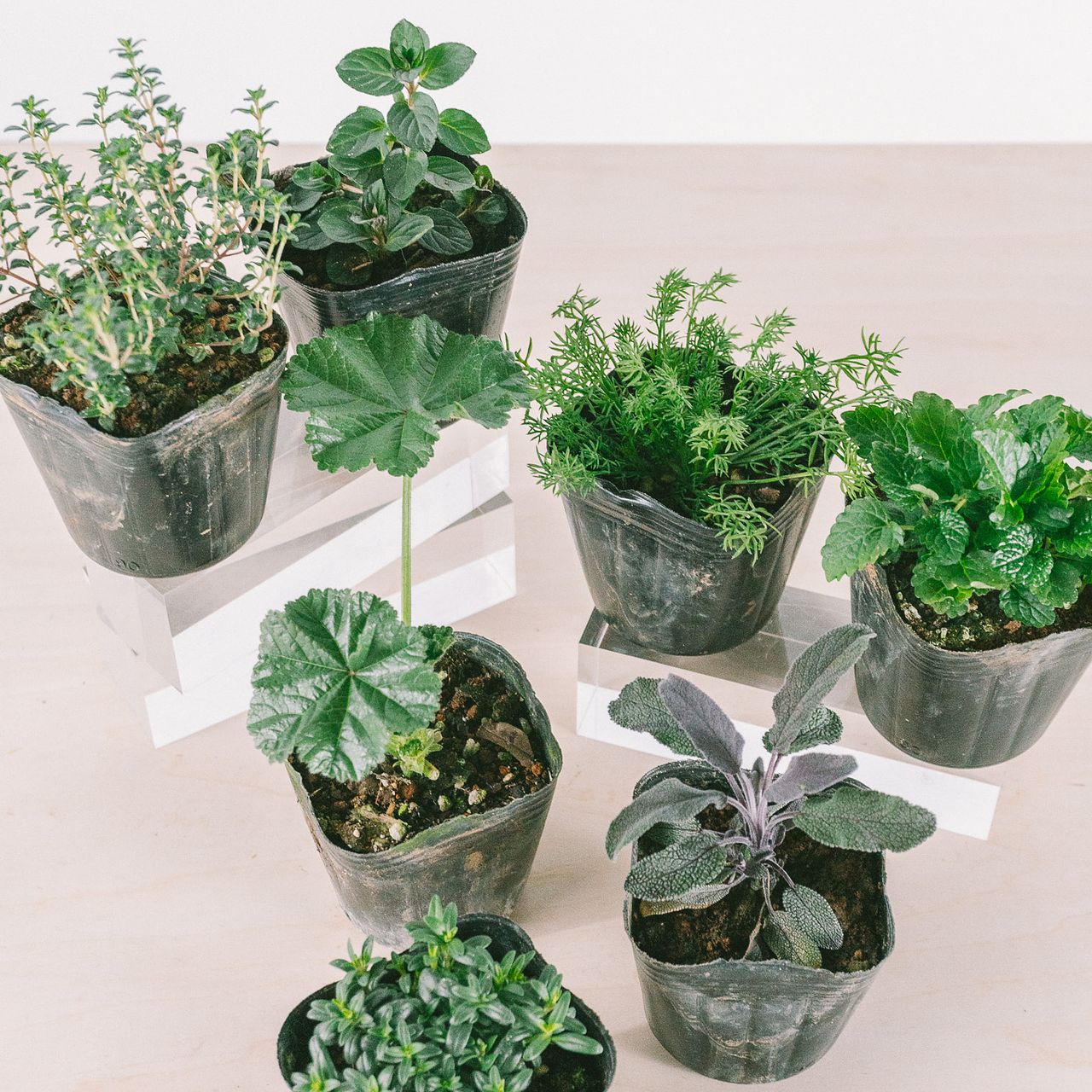 ハーブセット（ムズムズの季節に）