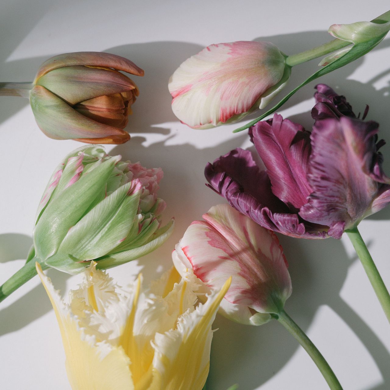 フローリストmihoの推しチューリップ超希少品種アソート