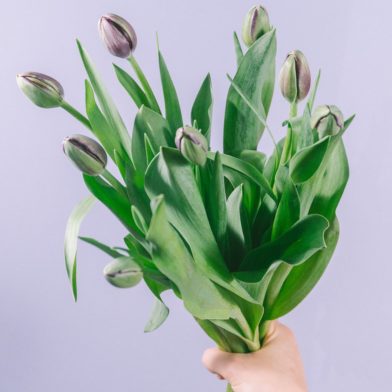 希少品種チューリップ「ブラックヒーロー」