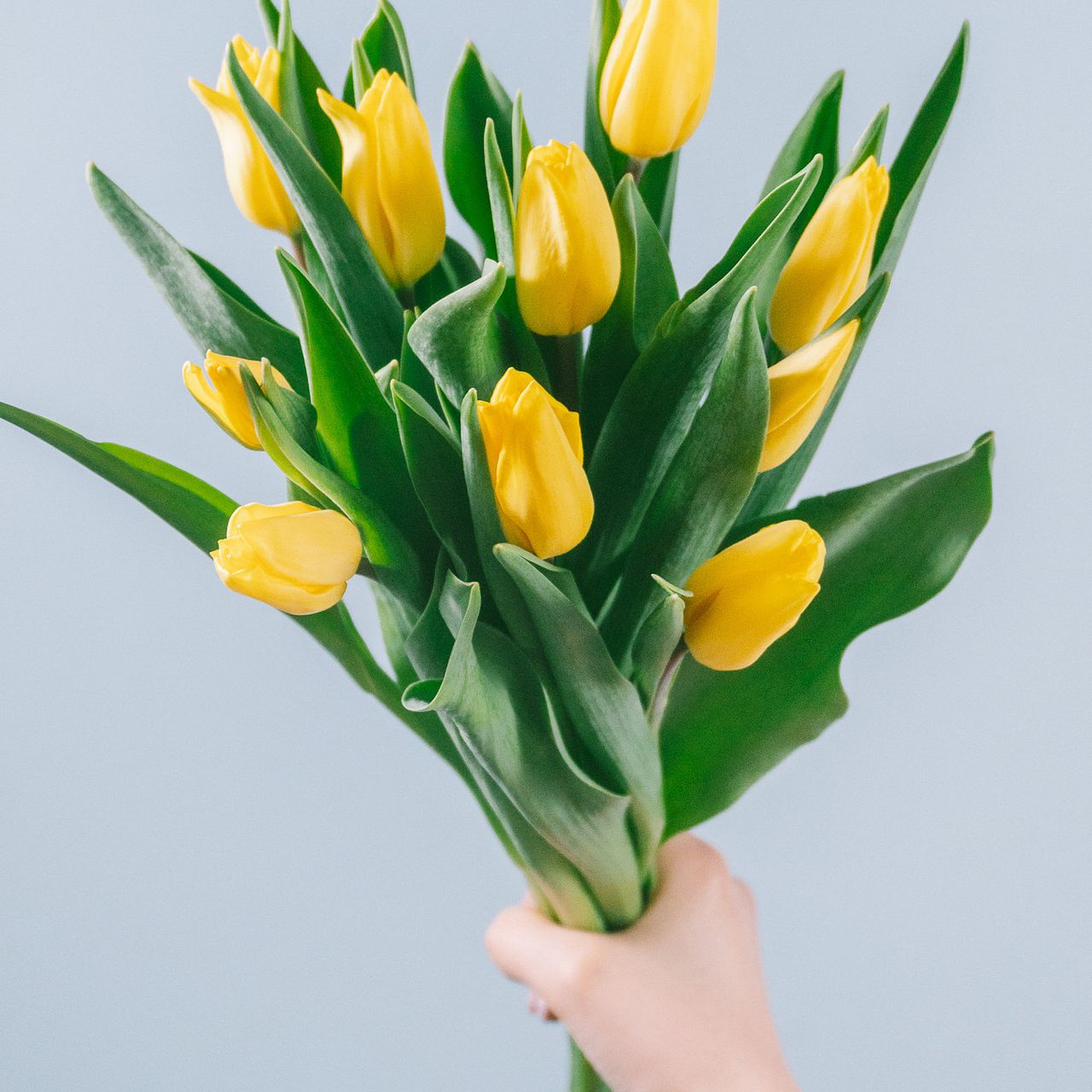 たっぷり10本！幸運の黄色チューリップ
