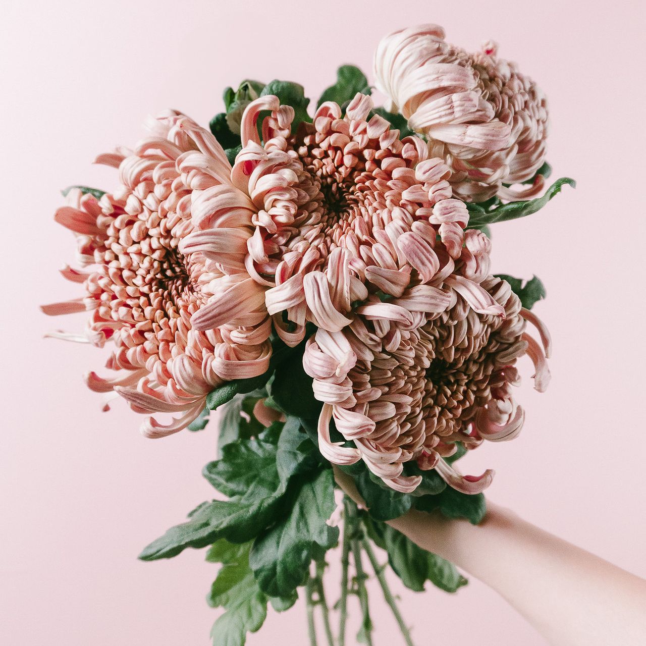 希少大輪マム「クラシックココア」