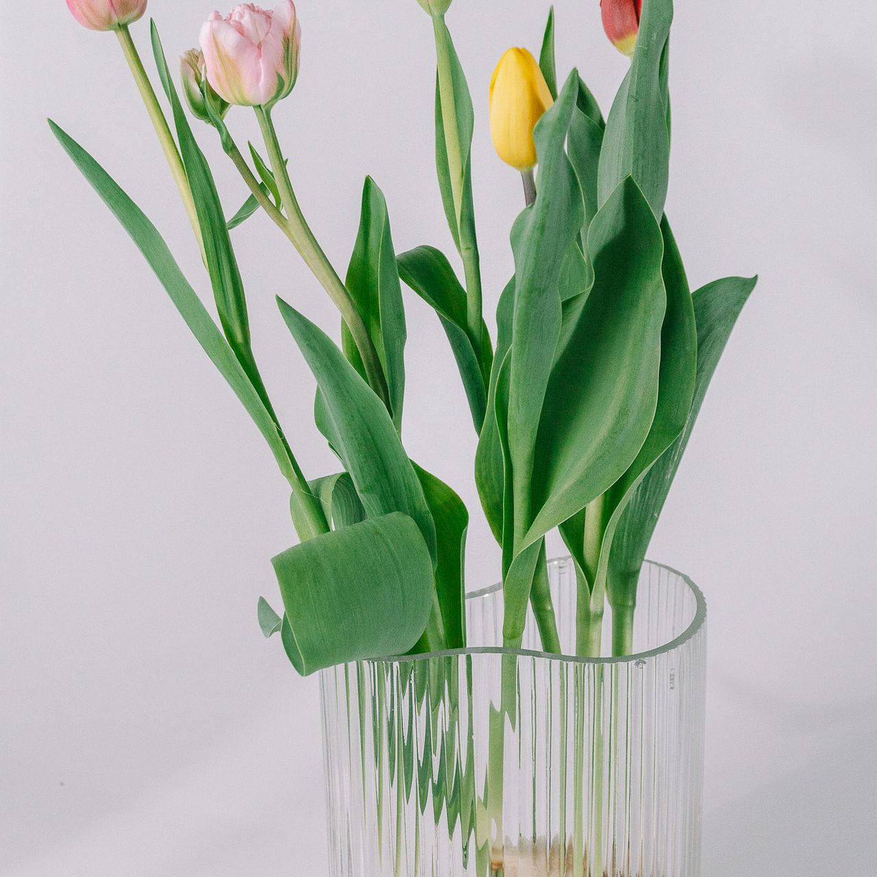 球根つきチューリップMIX