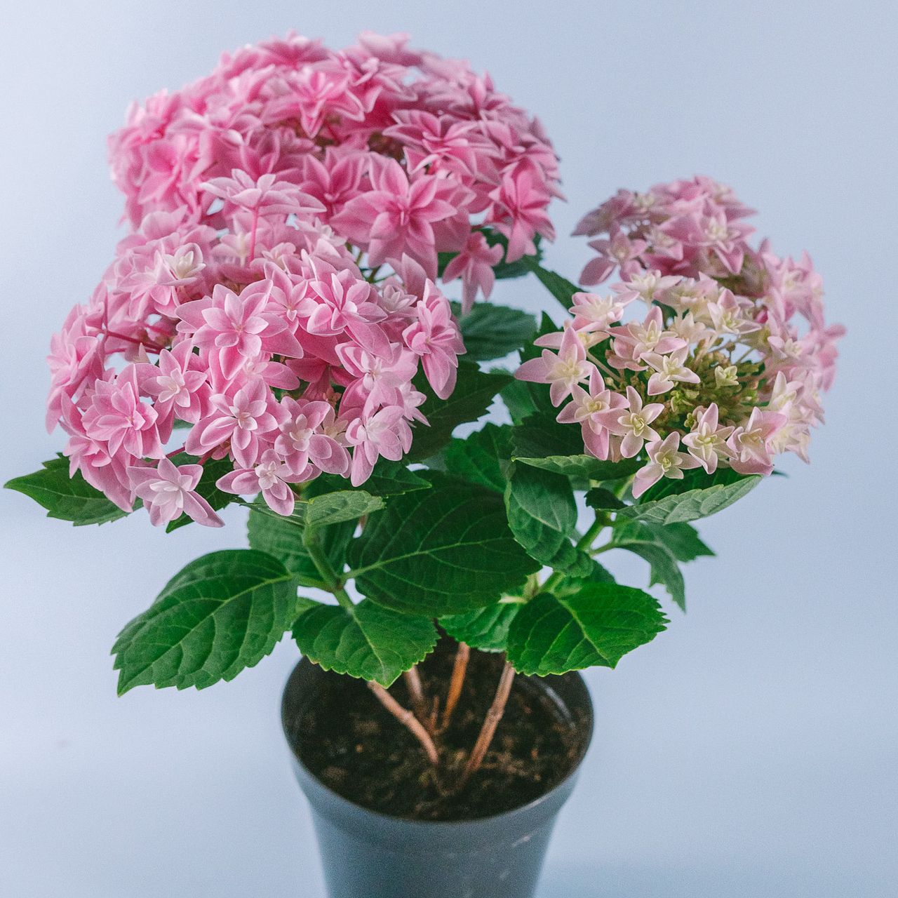 紫陽花「ダブルダッチエダム」